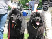 Превью фото № 244696