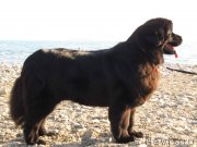 Превью фото № 244703