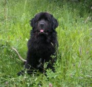 Превью фото № 244708