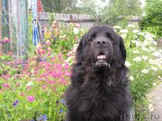 Превью фото № 244712