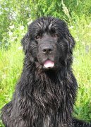 Превью фото № 244715