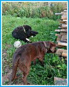 Превью фото № 244716