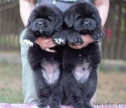 Превью фото № 244727