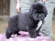 Превью фото № 244729