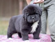 Превью фото № 244730