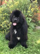 Превью фото № 244747