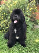 Превью фото № 244748