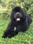 Превью фото № 244750