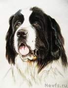 Превью фото № 244751