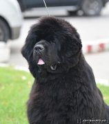 Превью фото № 244762