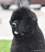 Превью фото № 244763