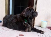 Превью фото № 244795