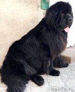 Превью фото № 244818