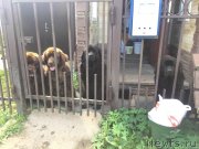 Превью фото № 244820