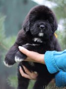 Превью фото № 244863