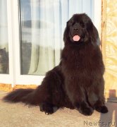 Превью фото № 244893