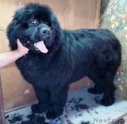 Превью фото № 244898