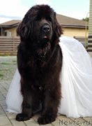 Превью фото № 244934