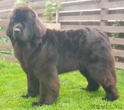 Превью фото № 244935