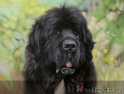 Превью фото № 244956