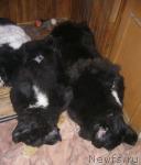 Превью фото № 2450