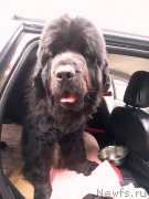 Превью фото № 245006