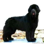 Превью фото № 245011