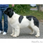 Превью фото № 245012