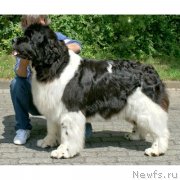 Превью фото № 245013