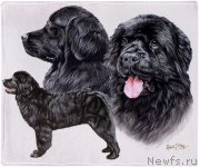 Превью фото № 245074