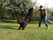 Превью фото № 245079