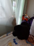 Превью фото № 245095