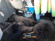 Превью фото № 245102