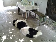 Превью фото № 245134