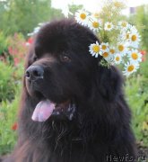 Превью фото № 245156