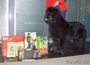 Превью фото № 245178