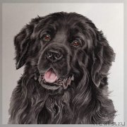 Превью фото № 245279