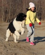 Превью фото № 245301