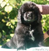 Превью фото № 245346