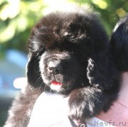 Превью фото № 245349