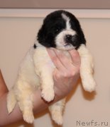 Превью фото № 245372