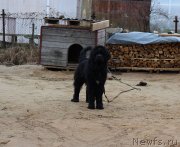 Превью фото № 245380