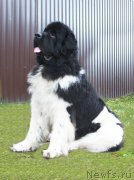 Превью фото № 245390