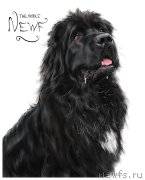 Превью фото № 245410