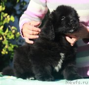 Превью фото № 245418