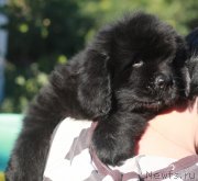 Превью фото № 245420