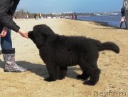 Превью фото № 245425