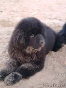 Превью фото № 245428