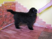 Превью фото № 245430