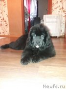 Превью фото № 245432